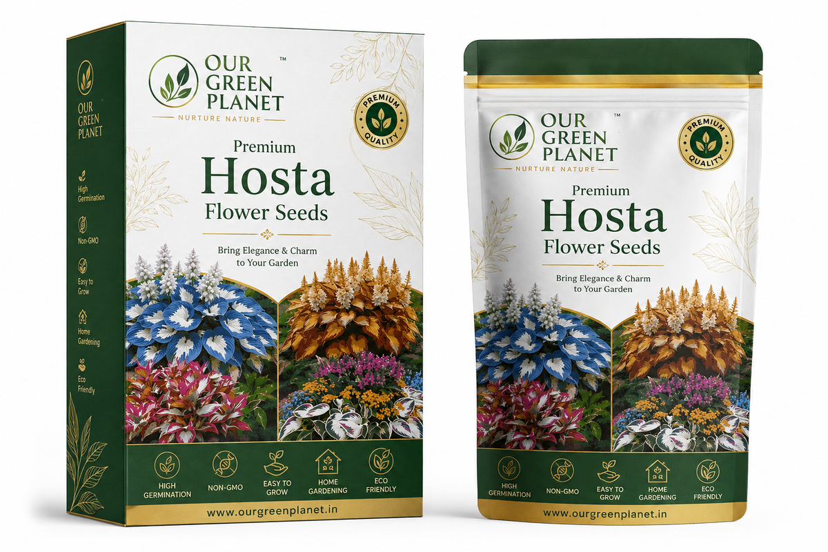 Hosta Seeds Imported (PACK OF TWO)